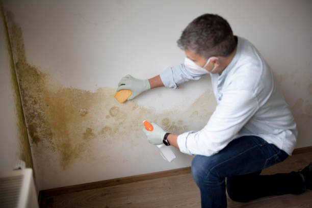 Best Real Estate Mold Inspection  in Flowood, MS