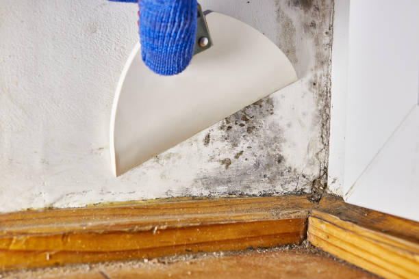  Flowood, MS Mold Removal Pros